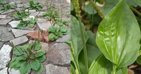 30 Incredible Benefits of Broadleaf Plantain (Plantago Major) - sharingideas.me Horseradish Leaves, Plantain Benefits, Broadleaf Plantain, Horseradish Plant, Plantago Major, Horse Chestnut Trees, Grow Avocado, Edible Wild Plants, Garden Sprinklers