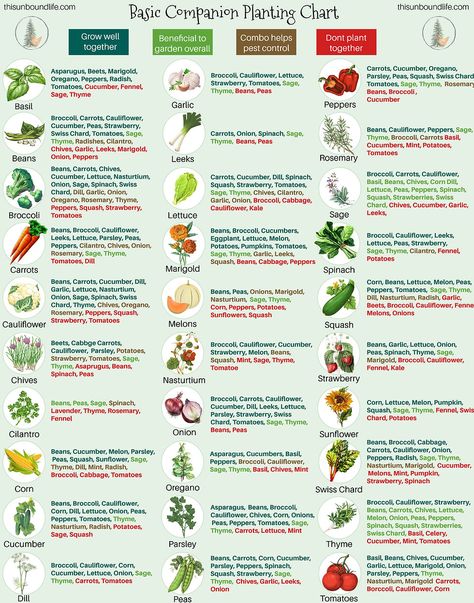 Companion Planting Guide, Companion Planting Chart, Companion Planting Vegetables, Companion Gardening, Garden Companion Planting, When To Plant Vegetables, Tattoo Plant, Vegetable Garden Planning, Vegetable Garden Diy