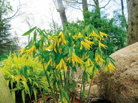 Gardening In Michigan, Michigan Flowers, Michigan Landscaping, Michigan Garden, Michigan Gardening, Native Plant Landscape, Sustainable Farm, House Entry, Golden Afternoon