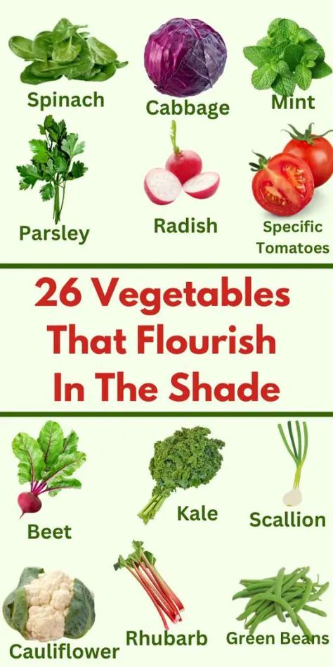 These 26 vegetables that flourish in shady gardens will help you increase your harvest and utilize the whole garden. In the past, I have successfully grown many types of vegetables even when the larger portion of my garden was in the shade. Vegetables That Flourish in Shady Gardens I found that embracing shade gardening opens... Shaded Vegetable Garden, Shady Vegetable Garden, Shade Loving Vegetables, Part Shade Vegetable Garden, Vegetables That Grow In Shade, Shade Vegetable Garden, Shade Loving Vegetable Garden, City Homesteading, Shade Vegetables