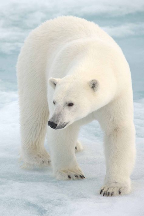 Polar Bear taken in the Arctic on the Ice Flows | by Andy Silver Photo Ours, Polar Bear Images, Save The Polar Bears, Animals Planet, Quilt Pictures, Urs Polar, Kodiak Bear, Animals Tattoo, White Polar Bear