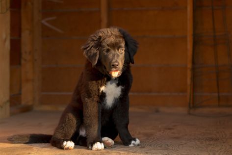 Boulab – kruising tussen Labrador en Berner Sennen Labrador Retriever, Labrador, Dogs, Animals