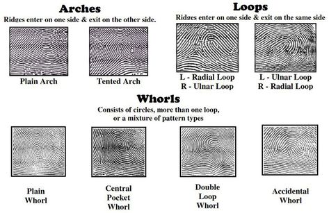 Different Fingerprint Patterns Diamond Printable, Paper Chromatography, Types Of Fingerprints, Gravitational Force, Junior Detective, Dna Fingerprinting, Cc Cycle 3, Classroom Lesson Plans, Living Single