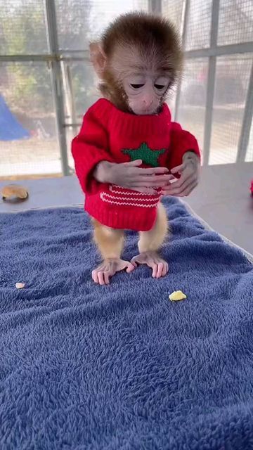 Pet Monkey Clothes, Monkeys Cute, Monkey Pet, Cute Monkeys, Monkey Cute, Cute Monkey Pictures, Marmoset Monkey, Baby Monkeys