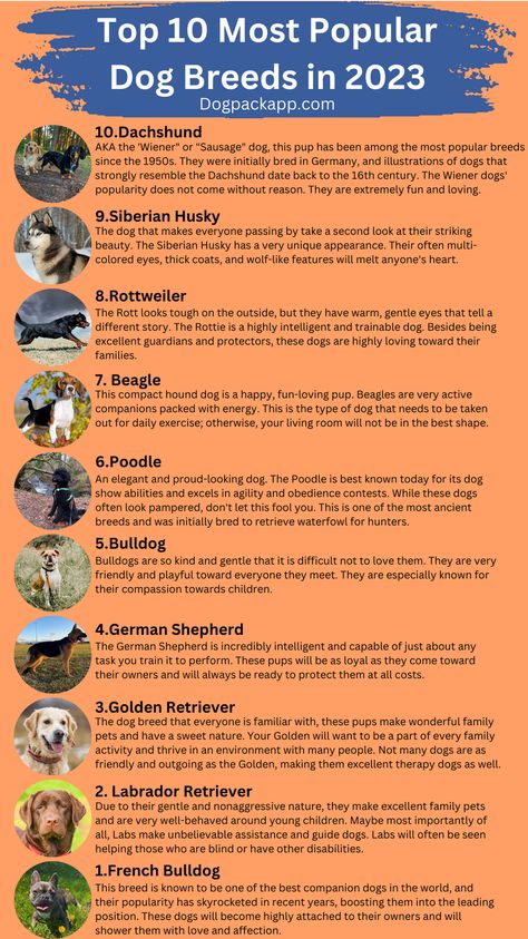 Throughout history, there have always been more and less popular dog breeds. The changes in popularity for a given dog breed are based on many different things, such as changes in technology, changes in a country's living conditions, availability, and many other factors. This article has compiled the top 10 most popular dog breeds of 2023. Dog Adoption Party, Top 10 Dog Breeds, Multi Colored Eyes, Dog Breed Names, Smartest Dog Breeds, Top Dog Breeds, Unique Dog Breeds, Big Dog Breeds, Dog Brain