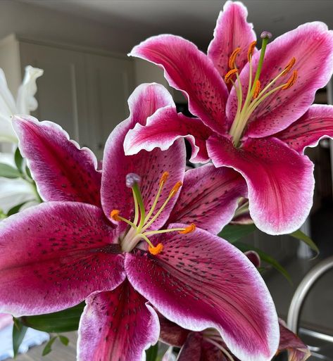 St. Helens based Florist 🌸 on Instagram: "Stargazer lilies 😍 The star of any bouquet 🌺 - A bit about the beautiful lilies: “The term stargazer comes from this plant’s large…" Pink Stargazer Lily Bouquet, Tiger Lily Aesthetic, Soft Decay, Stargazer Lily Bouquet, Plant Rooms, Beautiful Lilies, Stargazer Lilly, Star Lily, Rice Flower