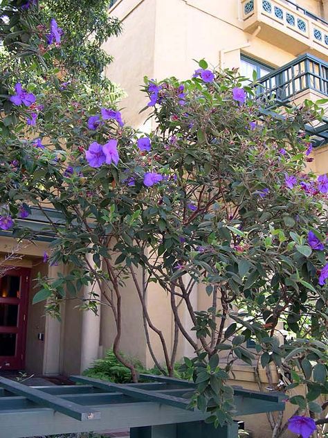 Tibouchina, Tibouchina urvilleana, Princess Flower, Glory Bush Princess Flower Plant, Tropical Flowering Trees, Tibouchina Urvilleana, Princess Tree, Florida Flowers, Water Wise Landscaping, Fake Turf, Agave Attenuata, Front Yard Plants