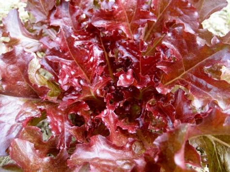 For next year - Red Salad Bowl Lettuce Red Salad, Red Lettuce, Red Oak Leaf, Hot Pepper Seeds, Lettuce Seeds, Growing Lettuce, Tossed Salad, Heirloom Vegetables, Lettuce Salad