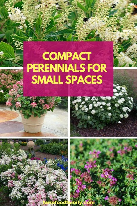 A combination of compact perennial flowers will fit in small spaces like gardens edging a border or petite planting beds. Gardeners can create small sunny borders with shorter plant varieties, dwarf cultivars of long-time favorite perennials. Perennials For Small Spaces, Small Perennial Flowers, Small Flower Bed Ideas Full Sun, Small Perennial Garden, Philly Townhouse, Boarder Plants, Plants For Small Gardens, Border Garden, Small Flowering Plants