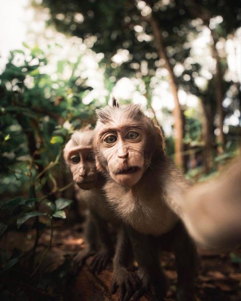 Selfie Monkey Forest Bali, Monkey Forest, Monkey Pictures, Army Girlfriend Pictures, Monkeys Funny, Picture Credit, Selfie Time, Cartoon Jokes, Primates