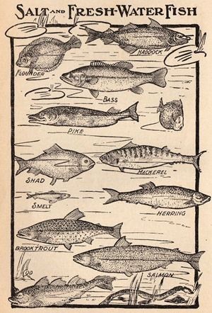 Fish & Shell Prints :: Vintage Images for your Beach House Decor projects Fishing Room, The Graphics Fairy, Graphics Fairy, Fishing Decor, Vintage Fishing, Fish Print, Fish Art, Glossy Photo Paper, Beach House Decor