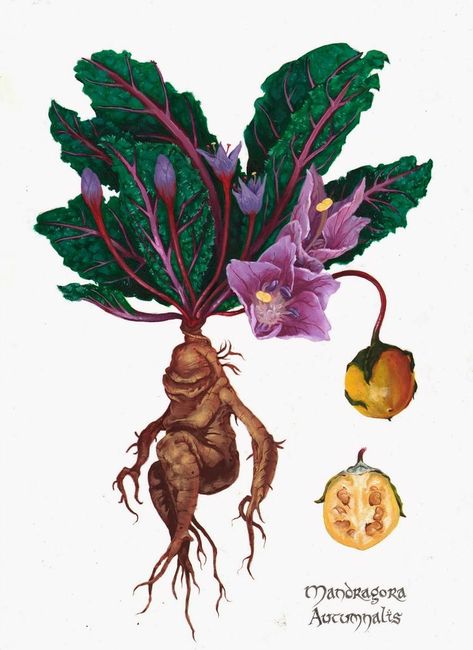 Mandrake Flower, Harry Potter Art Projects, Harry Potter Creatures, Metamorphosis Art, Mandrake Root, Fantasy Plants, Poison Garden, Folk Illustration, Magical Herbs