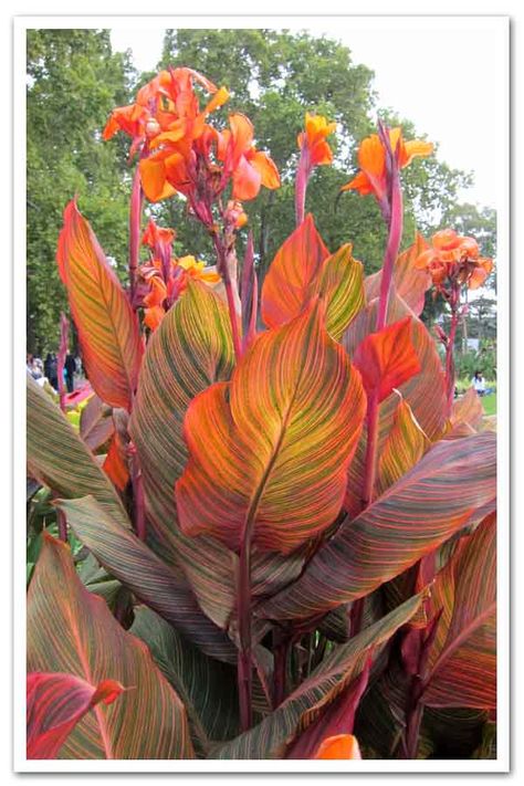 Plants With Colorful Leaves, Plant Bulbs, Canna Lily, Tropical Garden Design, Leafy Plants, Winter Plants, Garden State, Summer Plants, Tropical Foliage