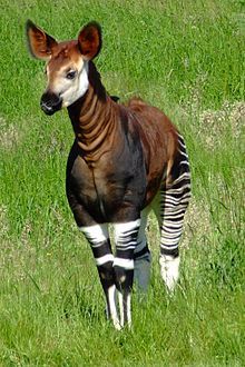 The Forest Giraffe - The only known living relative of the giraffe, the Okapi Johnstoni of Central Africa.  Looks like the head of a giraffe, body of a horse and legs of a zebra! Strange Animals, Interesting Animals, Most Beautiful Animals, Unusual Animals, Rare Animals, Airbrush Art, African Animals, Weird Animals, Unique Animals