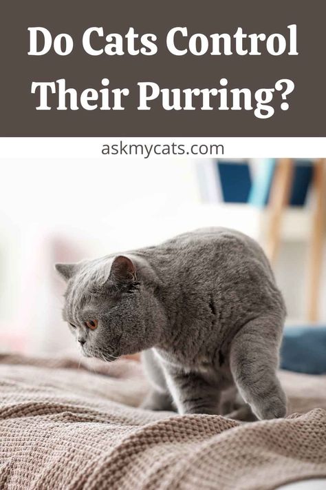 Is Purring Involuntary In Cats? Can Cats Control Their Purring?

#purr #purring #cats Cat Purring, Happy Kitten, Increase Bone Density, Christmas Kitty, Learned Behaviors, Cat Purr, Older Cats, Cat Hacks, Kitten Care