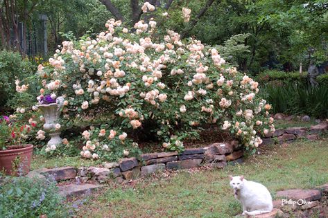 Yoshino Cherry Tree, Clematis Armandii, Rambling Roses, Flowering Crabapple, Musk Rose, Sunny Garden, White Wisteria, Shady Tree, Climbing Rose