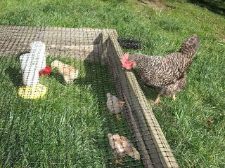 Yesterday it was really warm and sunny with very little wind. So, we put the baby chicks outside for some exercise and time to scratch and p... Baby Chicks Raising, Play Pen, Crazy Chicken Lady, Keeping Chickens, Baby Chick, Diy Chicken Coop, Chicken Diy, Chicken Runs, Backyard Chickens