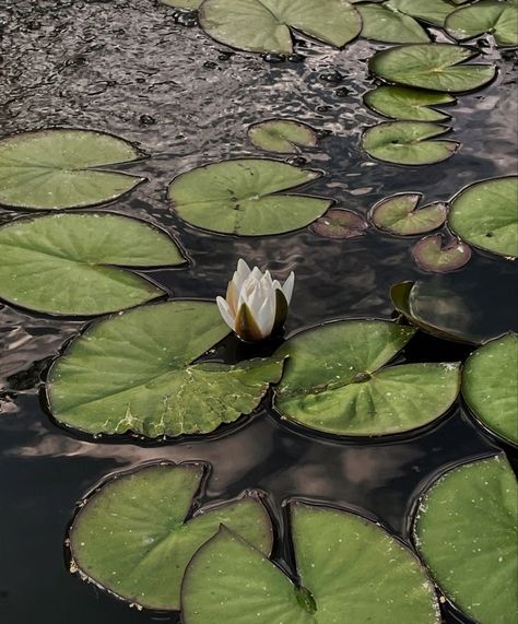 Lily Pads Reference, Lily Pad Aesthetic, Lily Pads Aesthetic, Green Princess Aesthetic, Ophelia Movie, Ophelia Aesthetic, Tiana Aesthetic, Honk Jr, Frog On Lily Pad