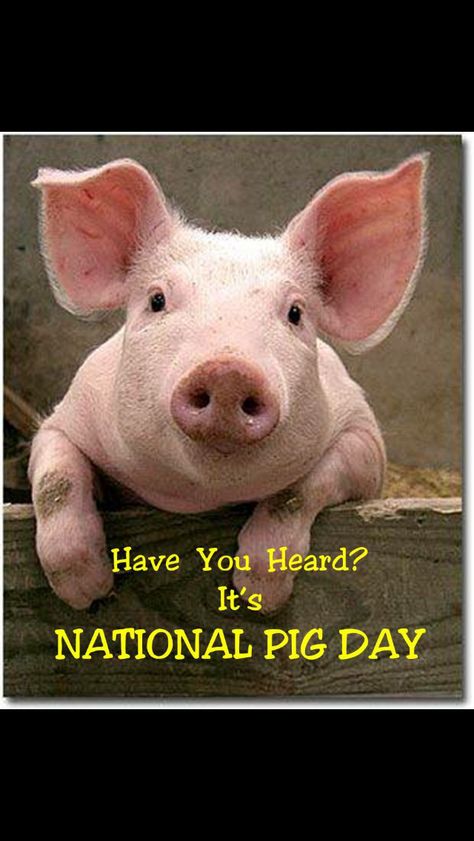 National pig day!!! National Pig Day, Heather Stillufsen Quotes, Pig Toys, Pot Belly Pigs, Emergency Response Team, Happy Pig, Heather Stillufsen, Pig Stuff, Pot Belly