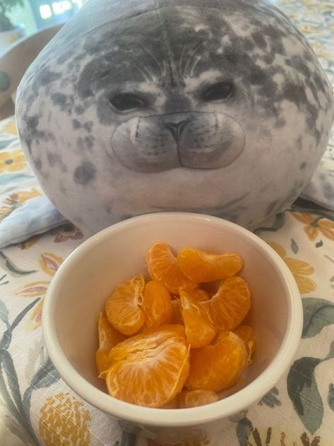 Chunky Seal Plush, Fat Seal Plush, Seal Plushies, Silly Seal, Funny Seals, Seal Plush, Cute Seals, Baby Seal, Spongebob Funny