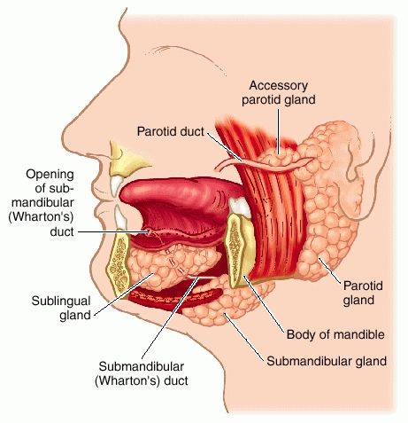 Saliva- The google definition is "watery liquid secreted into the mouth by glands, providing lubrication for chewing and swallowing, and aiding digestion." Text Example- "There were drops of saliva on it, it had been chewed, and there were blood smears on both sides." (paragraph 121) My Sentence- The dog's saliva was hanging out of his mouth. Human Body Vocabulary, Anatomy Head, Salivary Glands, Parotid Gland, Remedies For Tooth Ache, Dental Hygiene School, Human Body Unit, Dental Anatomy, Basic Anatomy And Physiology