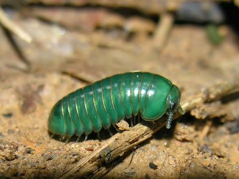 Pill millipedes are any members of two living (and one extinct) orders of millipedes, often grouped together into a single superorder, Oniscomorpha. The name Oniscomorpha refers to the millipedes' resemblance to certain woodlice (Oniscidea), also called pillbugs or "roly-polies". However, millipedes and woodlice are not closely related (belonging to the subphyla Myriapoda and Crustacea, respectively); rather, this is a case of convergent evolution. Pill Millipede, Cute Isopod, Pet Isopods, Woodlice, Pill Bug, Cubaris Isopod, Bug Collection, Cool Insects, Cool Bugs