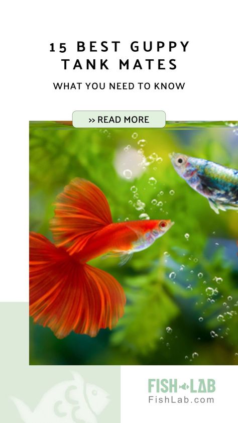 Discover the perfect tank mates for your guppies! This article reveals the 15 best companions based on biological and behavioral compatibility. Learn which fish to avoid, despite guppies' friendly nature. Find the ideal companions to create a harmonious aquarium environment. Click to explore guppy tank mate options now. >> Aquarium & tank setups, water quality, feeding, compatible fish species, health issues & breeding practices. Guppy Tank Mates, Guppy Fish Types, Guppies Fish Tank Ideas, Guppy Fish Tank, Guppy Tank, Platy Fish, Cory Catfish, Amano Shrimp, Best Names