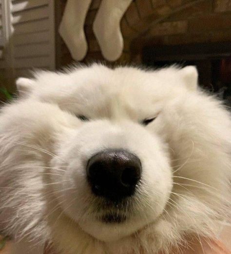 samoyed Cutee Animals, Samoyed Puppy, Goofy Dog, Samoyed Dogs, Lets Talk, Silly Dogs, Real Quick, Silly Animals