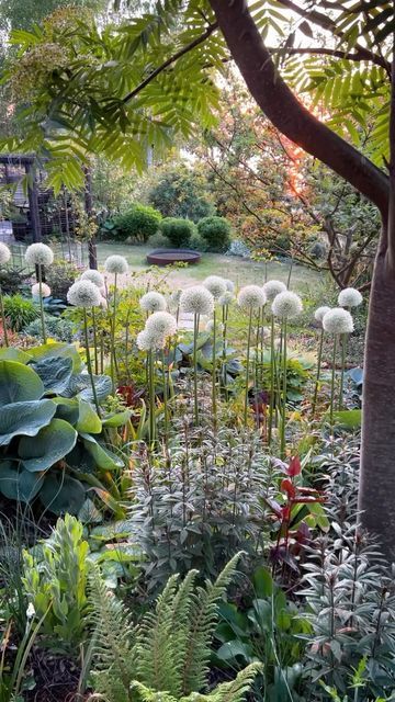 Johanna - Landscape Designer on Instagram: "June 2023 - allium season. Over the years I’ve tried many different varieties. This is Allium Mount Everest, one of my favorites. Perfect together with taller plants and very sturdy which is good in my windy garden 👌🏻" Mount Everest Allium, Secret Garden Design, Allium Garden, Cut Garden, Allotment Gardening, Landscape Designer, Perfect Together, Tall Plants, January 4