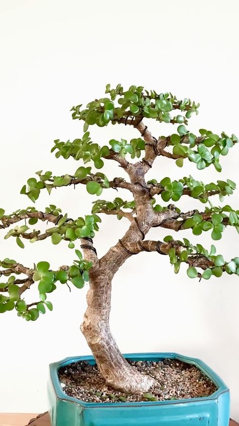 Jade Plant Bonsai, Bonsai Fruit Tree, Tree Types, Jade Bonsai, Bonsai Forest, Grafting Plants, Bonsai Tree Types, Bonsai Tree Care, Japanese Garden Landscape