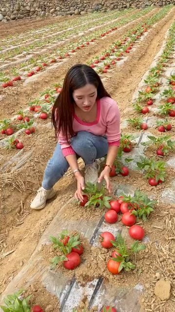 Wedding Flow, Chinese Fruit, Tomato Food, Fruit World, Tips For Growing Tomatoes, Fruit Christmas Tree, Landscaping Florida, Fruit Fresh, Landscaping Simple