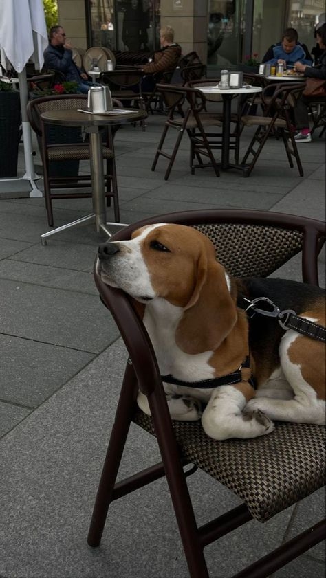 Beagle Dog Aesthetic, Beagle Puppy Aesthetic, Tiny Fluffy Puppies, Beagle Aesthetics, Blood Hound, Fluffy Puppy, Gordon Setter, Cute Beagles, Fluffy Puppies