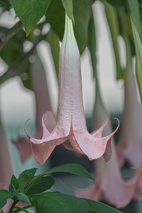 Pink Angel trumpet, photo by John Grotz. Angels Trumpet Flower, Angel Trumpet Flower, Angel Trumpets, Angel Trumpet Plant, Angels Trumpet, Angel's Trumpet, Trumpet Flower, Angel Trumpet, Pink Angel