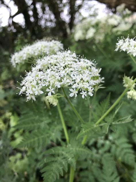 Prairie Planting, Shade Tolerant Plants, Wild Food Foraging, Goth Garden, Gothic Garden, British Garden, Poisonous Plants, Perennial Herbs, Cut Flower Garden