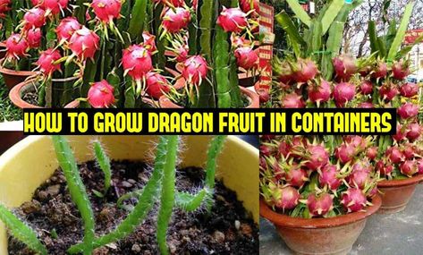 How to Grow Dragon Fruit in Pots | Growing Dragonfruit (Pitaya) Planting Dragon Fruit Seeds, Dragon Fruit Indoor Plant, How To Take Care Of Dragon Fruit Plant, Dragon Fruit Plant Care, Dragon Fruit Cactus Indoor, Dragon Fruit Growing Tips, Dragonfruit Plant How To Grow, Growing Dragon Fruit From Seed, How To Grow Dragon Fruit In Pots