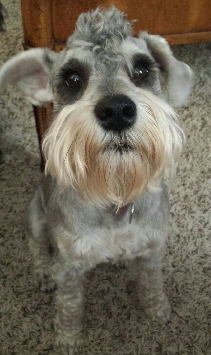 Aww what a Handsome mini Schnauzer with a fancy hair cut, so cute❤️ Schnauzer Mohawk, Yorkie Haircut, Schnauzer Grooming, Mini Schnauzer Puppies, Dapper Dogs, Miniature Schnauzer Puppies, Dog Haircuts, Miniature Schnauzers, Fancy Hair