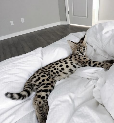 White Bengal Cat, Savannah Cats, Serval Cats, Dream's Cat, Savannah Cat, Bengal Cats, Gorgeous Cats, Cute Cats Photos, Unique Cats