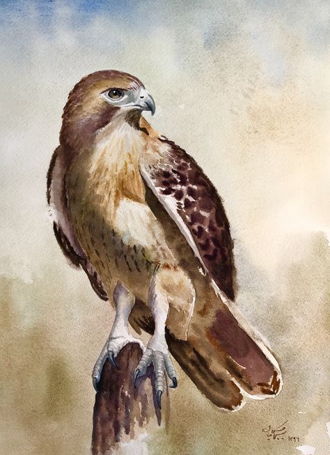 Falcon Art, Abc Art, Instagram Profile Picture Ideas, Big Cats Art, Botanical Drawings, Bird Drawings, Water Painting, Birds Of Prey, Watercolor Artwork