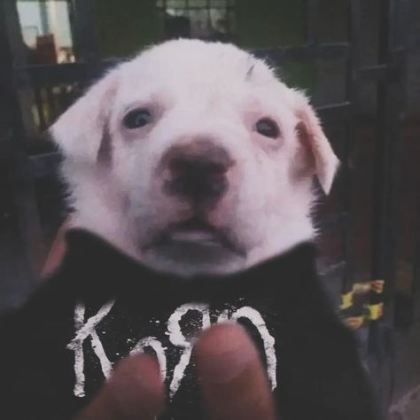 ola sou ese☝🏽 #korn #kornfans #slipknot #numetal #numetalstyle #nümetal #metal #metalhead Korn Profile Picture, Nu Metal Pfp, Nu Metal Wallpaper, Slipknot Cutecore, Numetal Aesthetic, Korn Aesthetic, Slipknot Pfp, Korn Pfp, Metal Pfp