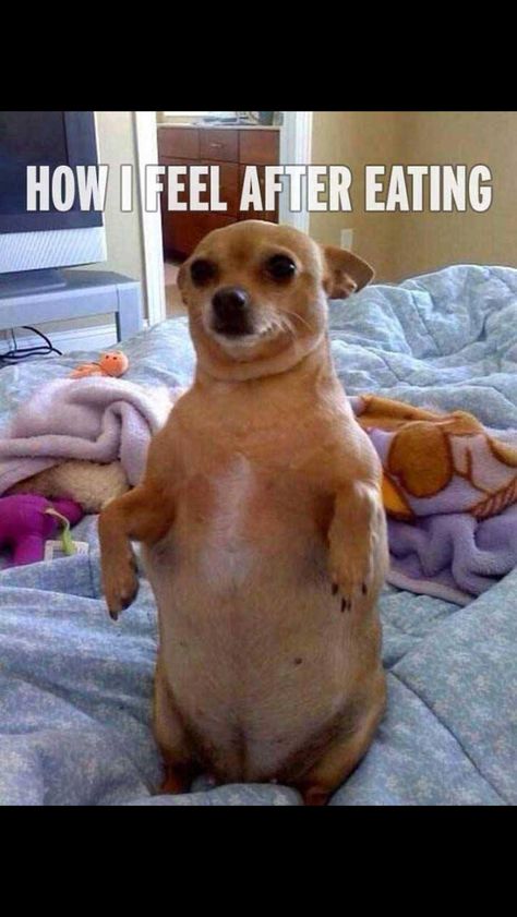 Big fat chihuahua How I feel after eatin Funniest Snapchats, Funny Snapchat Stories, Fat Dogs, Chihuahua Love, Snapchat Funny, Funny Picture Quotes, Memes Humor, Funny Animal Memes, Dog Memes