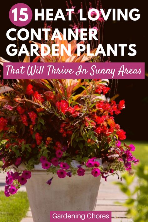 If you’re looking for showy flowers with strong colors, shiny leaves and sometimes exotic looking container plants can look wonderful in that sunny spot on your patio or terrace. Try one of these 15 recommended container garden plants that will thrive full sun and heat: Plants For Sunny Areas, Potted Plants Full Sun, Full Sun Planters, Plants Around Pool, Heat Tolerant Flowers, Plants For Planters, Full Sun Container Plants, Heat Tolerant Plants, Full Sun Flowers