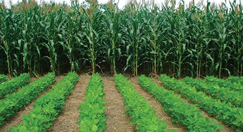 Conservation agriculture contributes to Zimbabwe economic recovery Conservation Agriculture, Improve Soil Quality, Developing Country, Urban Area, Zimbabwe, United Nations, Natural Resources, Agriculture, Farmer