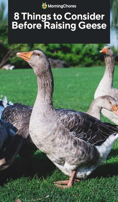 Duck And Geese Housing, Geese House, Homestead Knowledge, Raising Geese, Dust Bath For Chickens, Geese Breeds, Pet Turkey, Pergola Planter, Goose House