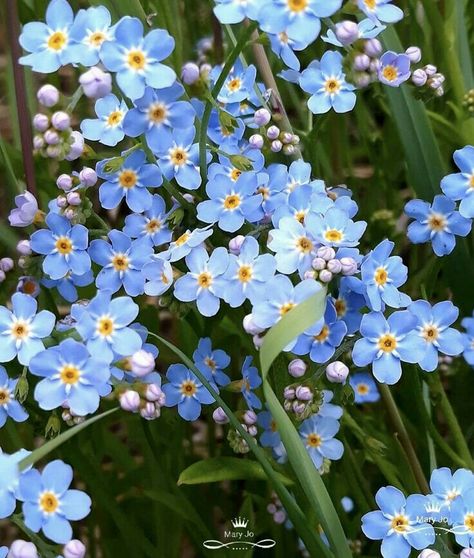 Miss Me Not Flowers, Forget Mr Not Flower, Forget Me Not Photography, Forget Ne Not Flowers, Forget Me Not Flowers Field, Forget Ne Nots, Forget Me Not Flowers Photography, Do Not Forget Me Flower, Forget Me Not Plant