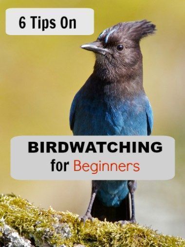 Bird Feeders Diy, Backyard Birds Watching, Birds For Kids, Camping Essentials List, Going Camping, Bird House Kits, Common Birds, How To Attract Birds, Hiking Tips