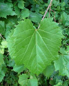 Wild Grape Vine: Pictures, Flowers, Leaves and Identification | Vitis riparia Greek Grape Leaves, Edible Wild Plants In Virginia, Oregon Grape Plant, Grapevine Leaf, Grapevine Growing, Wild Grape Vine, Leaf Identification, Stuffed Grape Leaves, Tiny White Flowers