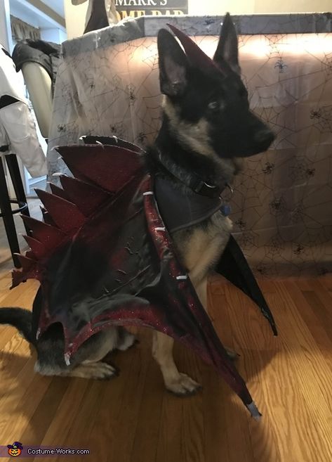 Mary: My German Shepherd as dragon. We have a dragon Insense burner and realized it looked like teddy (Theodore Roosevelt) with his mouth open from.the side so made the costume from... German Shepherd Halloween Costume, Dog Dragon Costume, Dog Costume Diy, Dragon Dog, Dragon Halloween Costume, Dragon Halloween, Metal Coat Hangers, Diy Dog Costumes, Costume Works