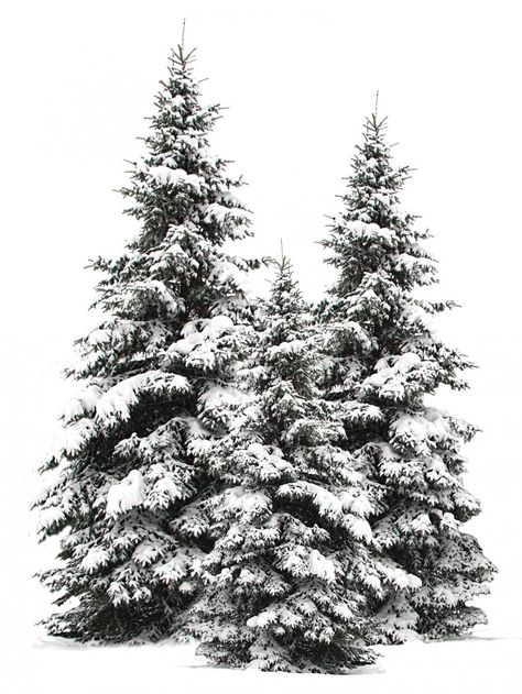 Pine Christmas Tree, Snowy Trees, Flocked Christmas Trees, What Is Christmas, Winter Scenery, Tree Drawing, Snow Scenes, Christmas Drawing, Winter Trees