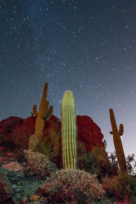 American Desert, Desert Aesthetic, Desert Southwest, Arizona Landscape, Desert Life, Desert Vibes, Southwest Desert, Desert Art, Saguaro Cactus