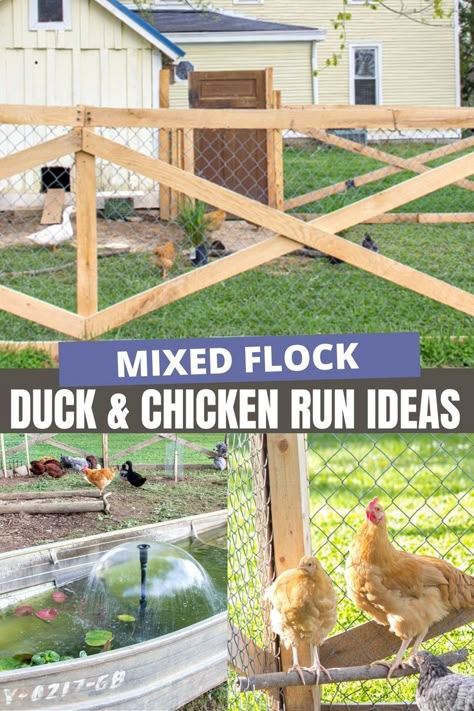 Diy Duck Enclosure, Duck Enclosure Ideas, Duck House Diy, Chicken Run Ideas, Duck Enclosure, Chicken Enclosure, Chickens And Ducks, Backyard Ducks, Landscape Tips